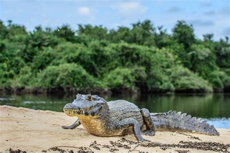 Caiman - Facts and Beyond | Biology Dictionary