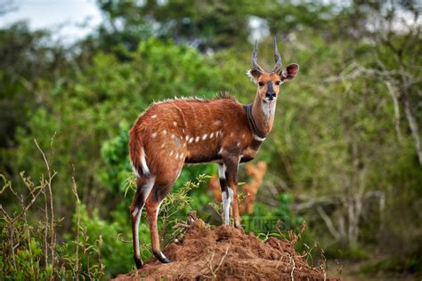 travel4pictures | Bushbuck, Uganda