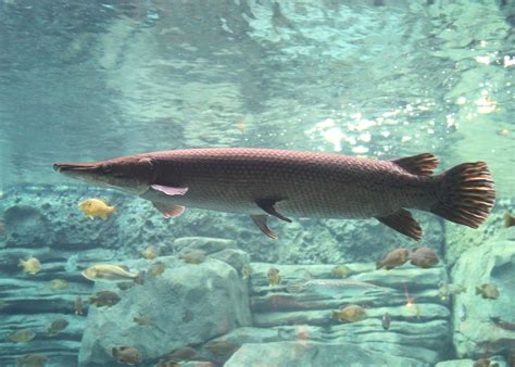 Alligator gar - Wikiwand