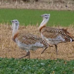 Great Bustard - Facts, Diet, Habitat & Pictures on Animalia.bio