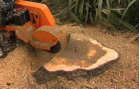 Tree Root Removal Cost Guide 2025 - (Cutting Exposed Tree Roots)