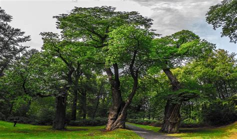 Planting, Growing, and Maintaining Chestnut Trees • Insteading