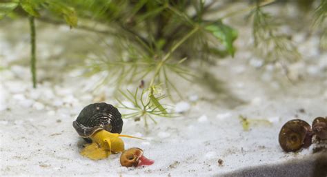 Controlling and Preventing Snail Infestations in a Fish Tank - RODI Water Delivery | Saltwater ...