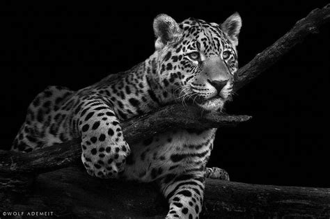 hunting jaguar | Jaguar, Animals, Wild cats