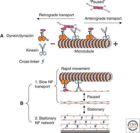 Neurofilaments and Neurofilament Proteins in Health and Disease