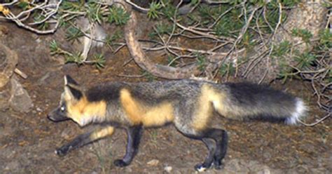 2 More Rare Red Foxes Confirmed in Sierra Nevada - CBS News