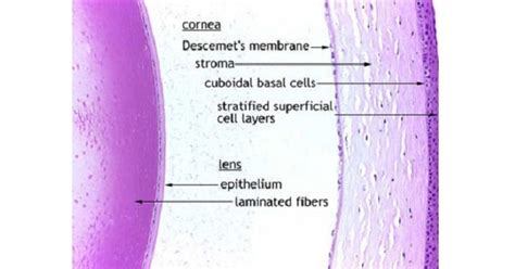 Histology Of Cornea - New