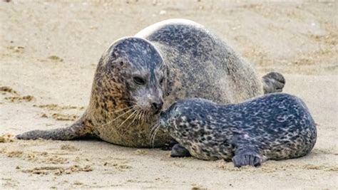 Harbor Seal - Facts and Beyond | Biology Dictionary