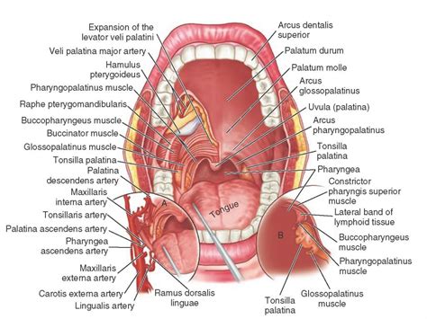 Diagram Of The Human Throat And Mouth