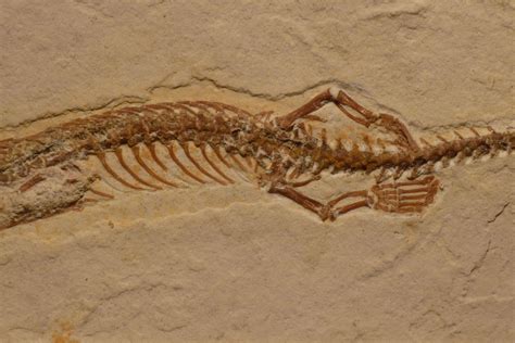 Scientists Discover Four-Legged Snake Fossil