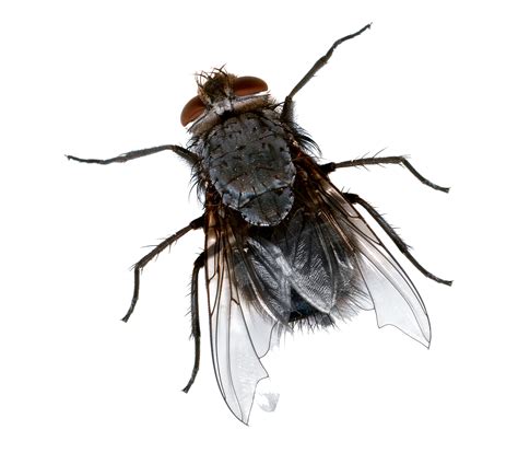 Flies PNG Images Transparent Free Download