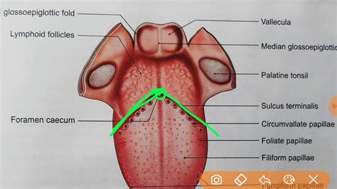 TONGUE Anatomy for MBBS, NEET PG, AIIMS PG, FMGE & ALL PG - YouTube