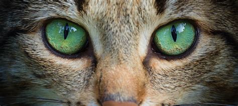 8 Most Common Cat Eye Colors - Facts, Details, & Cat Breeds