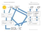 Photosynthesis And Cellular Respiration Cycle Teaching Resources | TPT