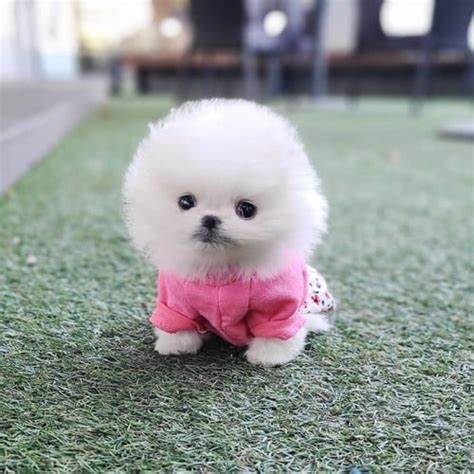 Buy Teacup Pomeranian Puppies/Dogs for Sale in Delhi, NCR India