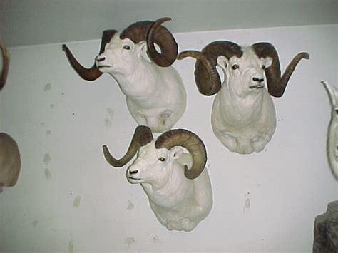 3 Dahl Sheep Shoulder Mounts | Alaska Wilderness Arts and Taxidermy