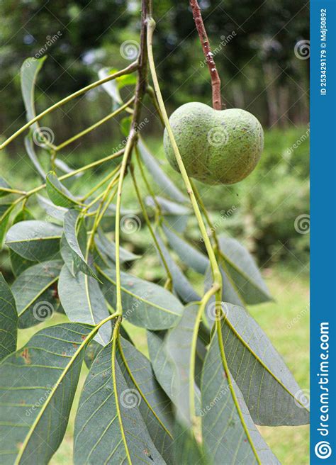 Natural Rubber Fruit with Seed Stock Image - Image of bowl, texture: 253429179