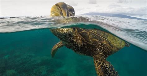 Close-up of a Green Sea Turtle · Free Stock Photo