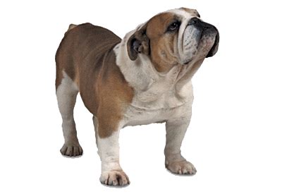 Bulldog PNG Image - PNG All | PNG All