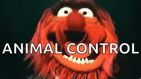 Animal Muppets GIF - Animal Muppets Scary - Discover & Share GIFs