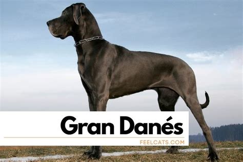 Gran Danés o Dogo Alemán, 10 curiosidades sobre ellos | FeelCats