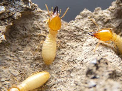 Florida Termite Inspection | Hulett Pest Control