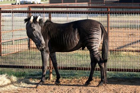 Zorse Rare Horses, Wild Horses, Beautiful Horses, Animals Beautiful, Zedonk, Rare Horse Colors ...