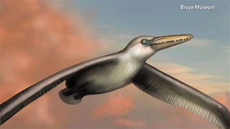 Scientists identify largest flying bird ever | abc7chicago.com