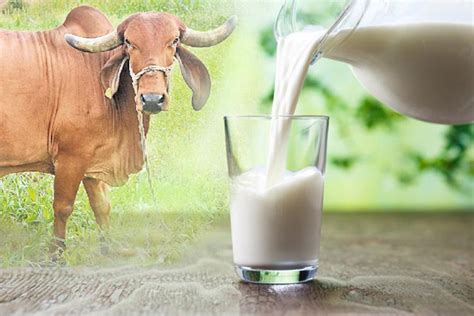 A2 GIR COW MILK – Gir Organics