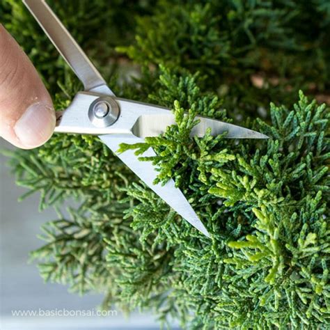 Pruning Juniper Bonsai for Beginners - Basic Bonsai