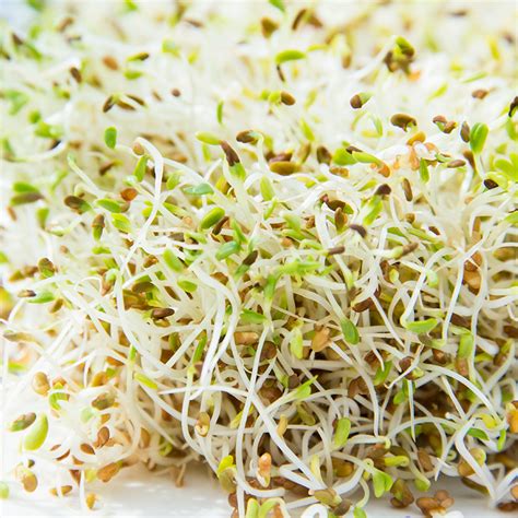 Alfalfa Sprout Seeds: Grow Your Own Nutritious Sprouts