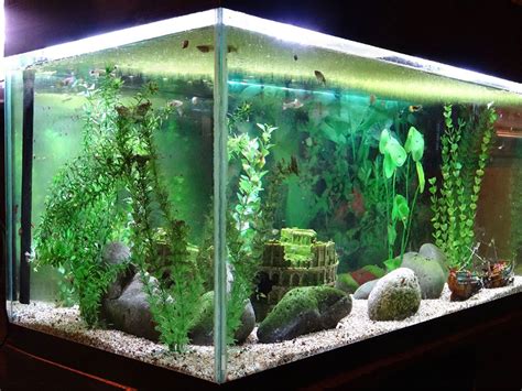 How To Care For Snails In A Fish Tank? - A2Z Pets Info