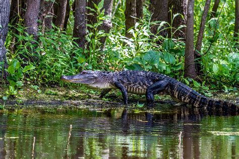 14 Alligator Facts in Florida