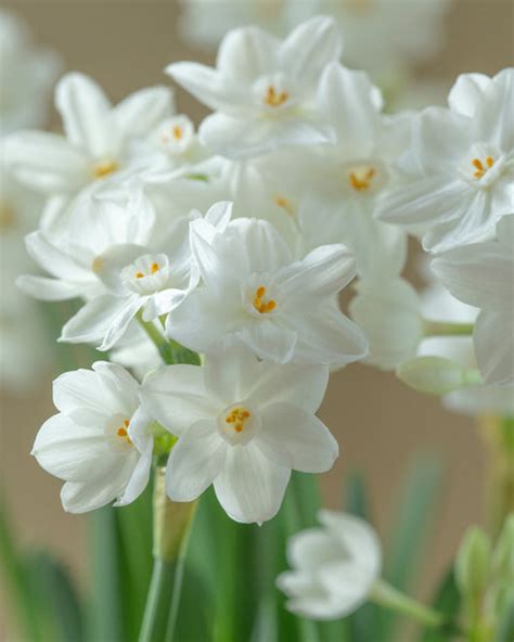 Narcissus tazetta 'Paperwhite Inbal' bulbs — Buy 'Paperwhites' online ...