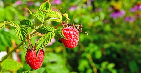 The Top 13 Raspberry Varieties to Grow in Zones 3-9 | Gardener’s Path