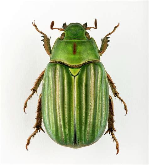 Jewel Scarab Beetle Photograph by Pascal Goetgheluck/science Photo Library | Pixels