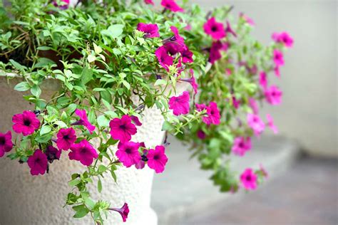 How to Grow and Care for Four O’Clocks | Gardener’s Path