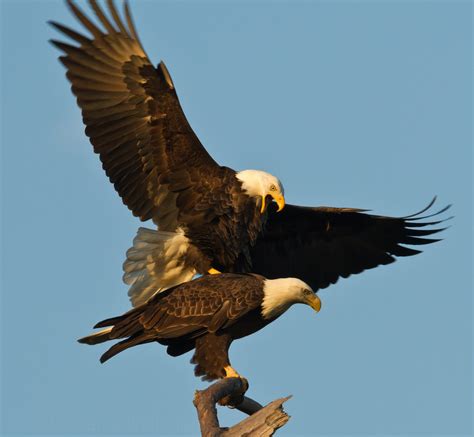 File:Dan Pancamo Baytown Bald Eagles Fall 2010-1.jpg - Wikipedia, the ...