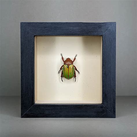 Jewel Scarab Beetle — Green Beetle Shop