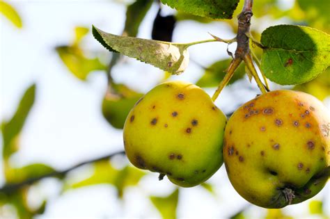 Common Tree Diseases and Insect Pests Found in Chicago, IL