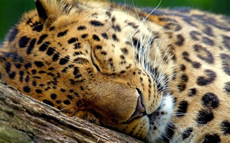 Sleeping Leopard - Wallpaper, High Definition, High Quality, Widescreen