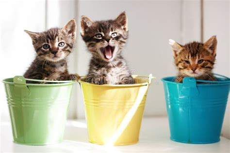 Funny kittens stock photo. Image of lovely, cute, little - 21405974