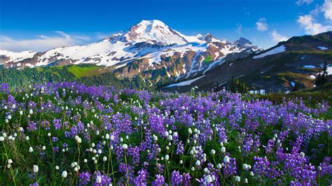 Flower Landscape Wallpapers - Top Free Flower Landscape Backgrounds - WallpaperAccess