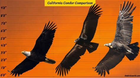 California Condor Wingspan: How Big Is It Compared To Others