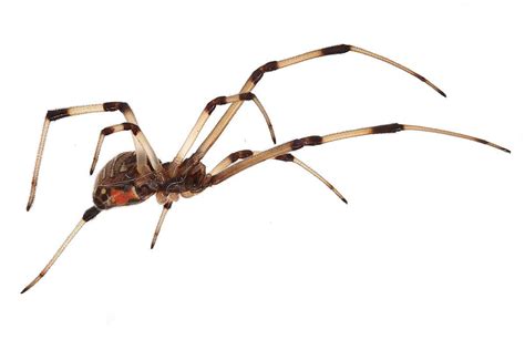 Latrodectus geometricus - Wikipedia - Brown Widow Spider. | Widow spider, Spider, Widow