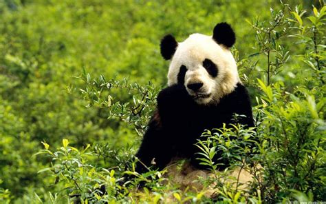 Save The Panda Bears! - Flora and Fauna Wallpaper (18586477) - Fanpop ...