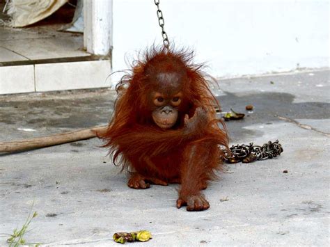 Save the Orangutan: Threats to the orangutan - Pet Trade