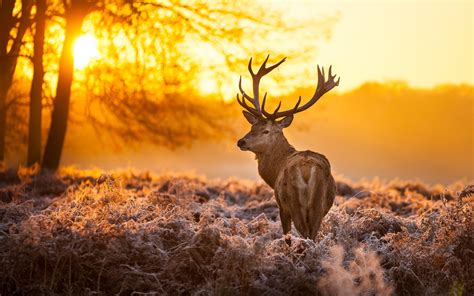 Free Deer Backgrounds | PixelsTalk.Net