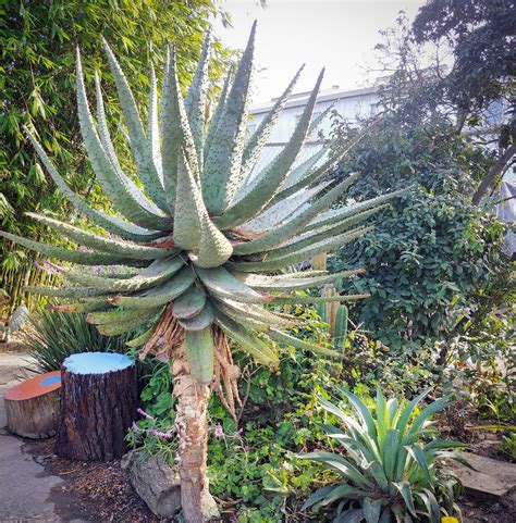 Cactus Jungle - San Francisco Bay Area - Tree Aloe