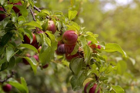 The Wild Cherry Plum Prunus Cerasifera with Fruits Close-up Stock Image - Image of greece ...